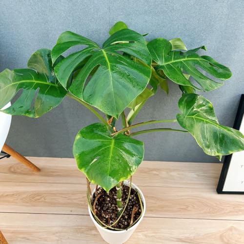 観葉植物 モンステラ 幹上がり」の人気商品一覧 | 安い商品を通販